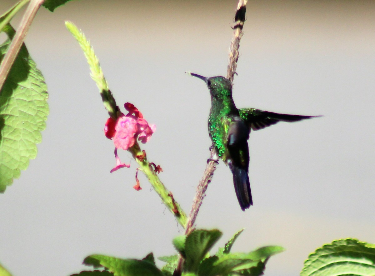 Blue-vented Hummingbird - Lisa Hughes