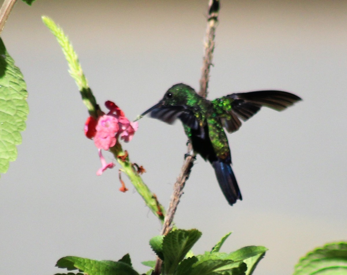 Blue-vented Hummingbird - Lisa Hughes