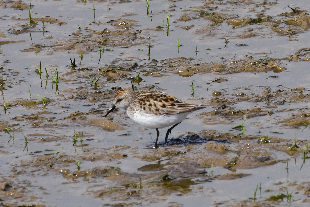 Western Sandpiper - Joel Trick