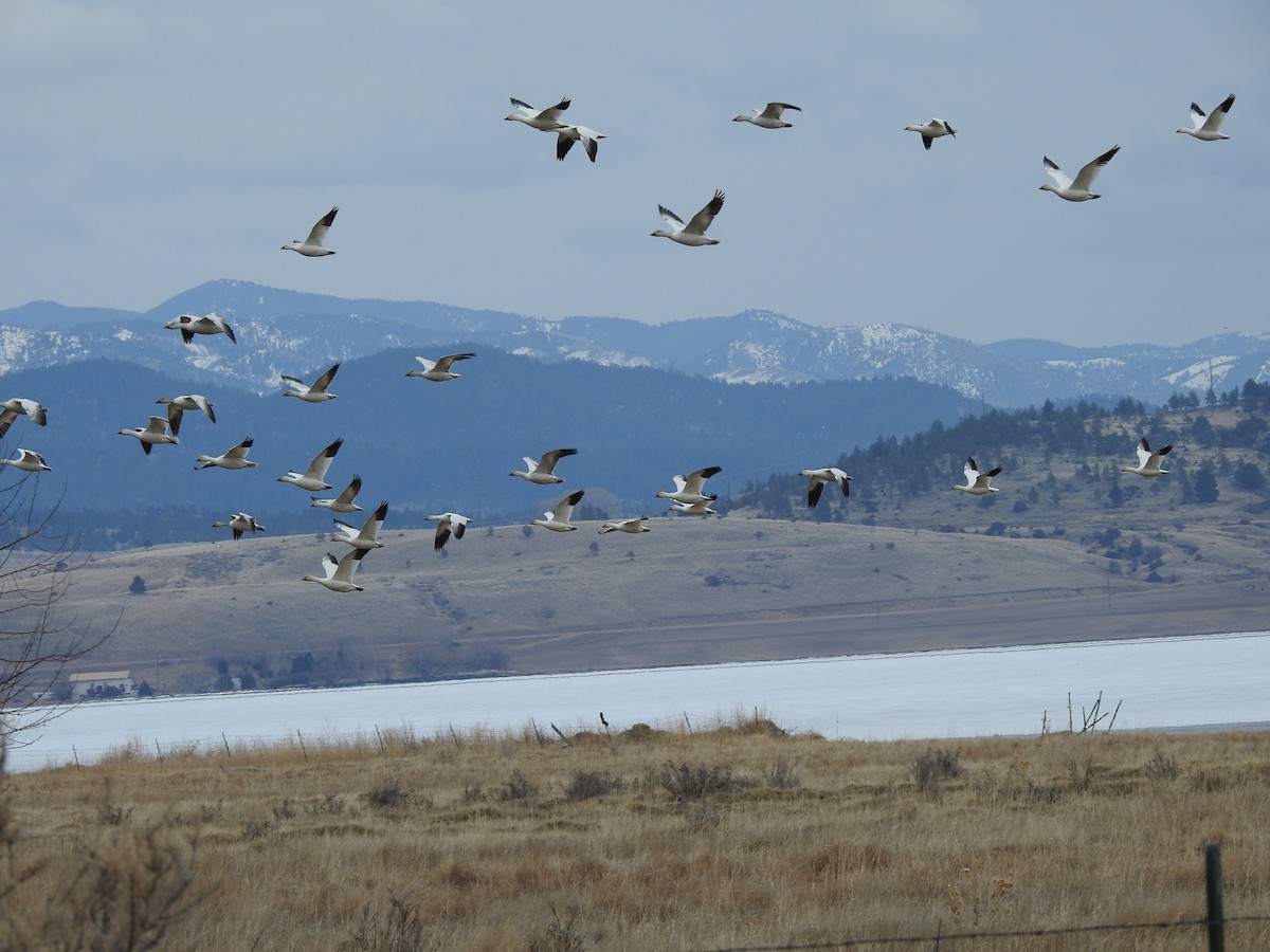 Snow Goose - ML92859451