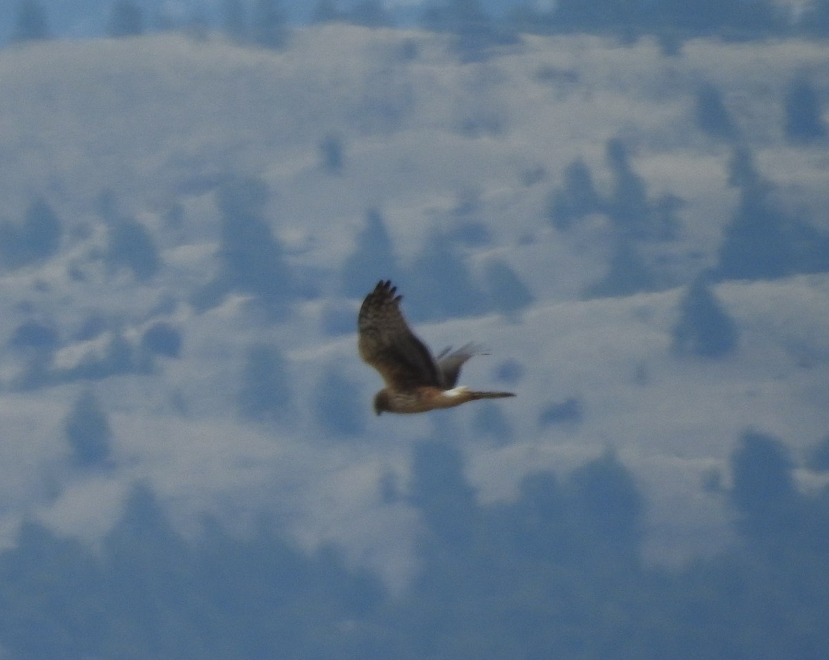 Northern Harrier - Shane Sater