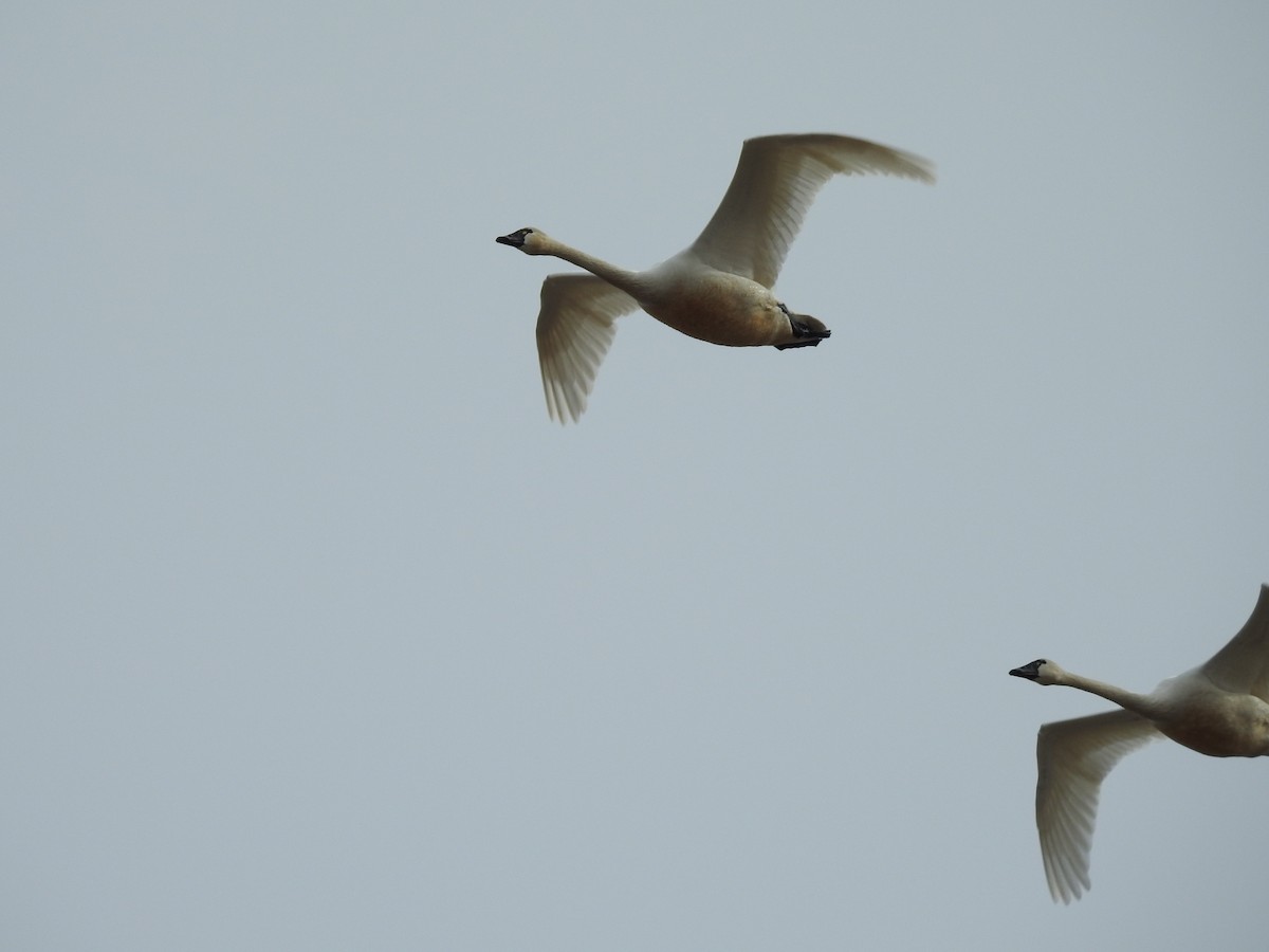 Tundra Swan - ML92860241