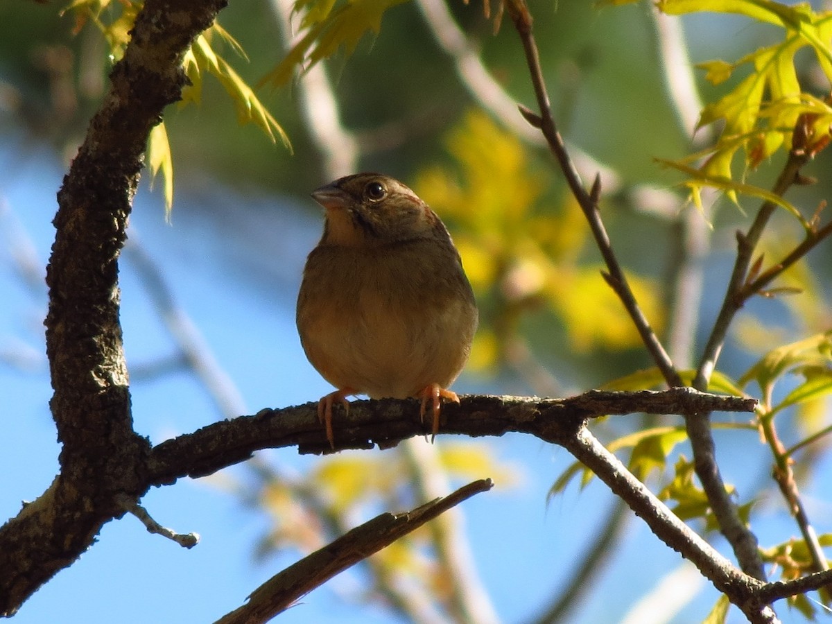 Bachman's Sparrow - ML92861271