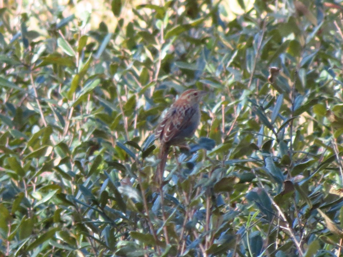 Bachman's Sparrow - ML92861281