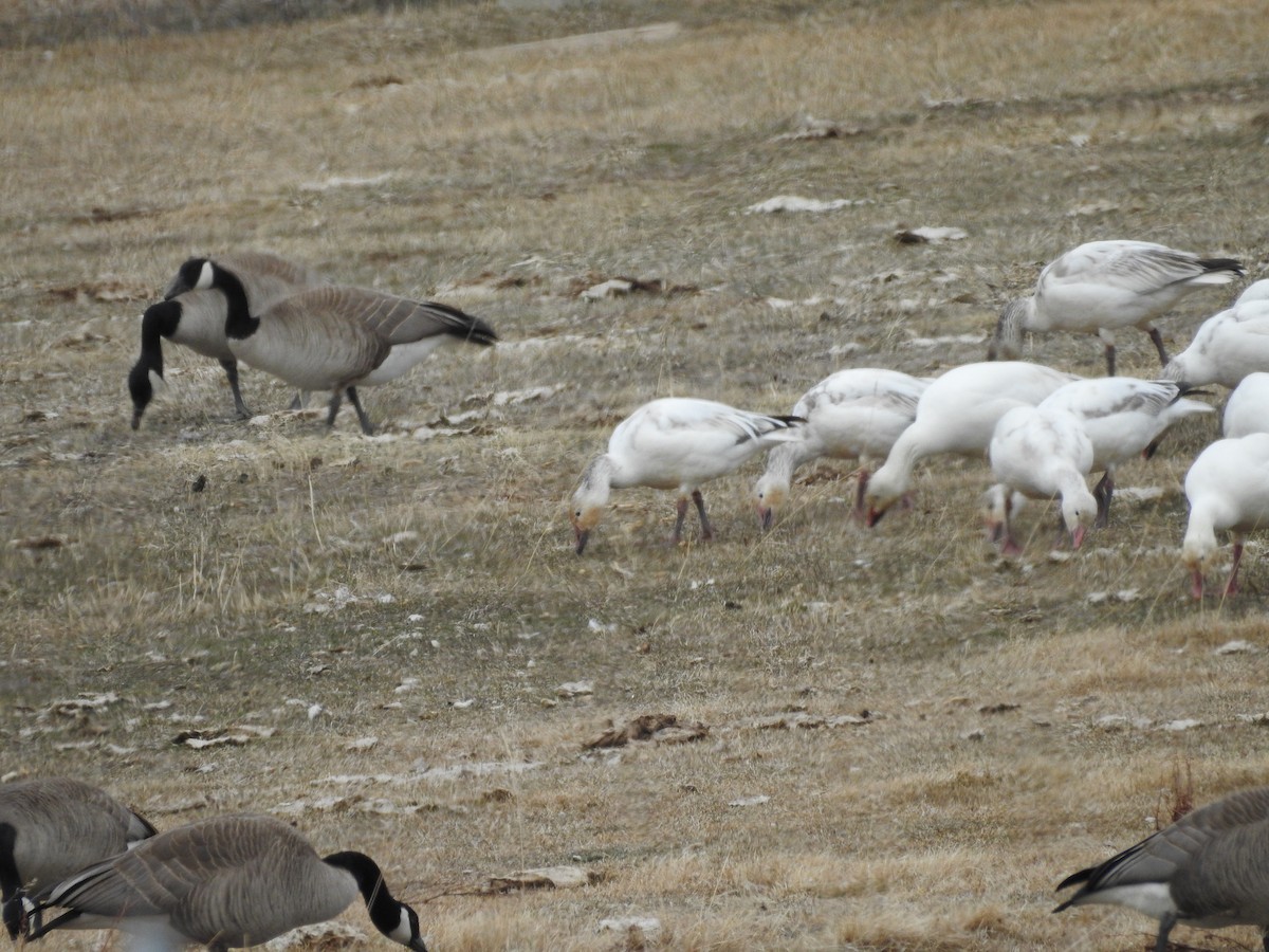 Canada Goose - ML92861371