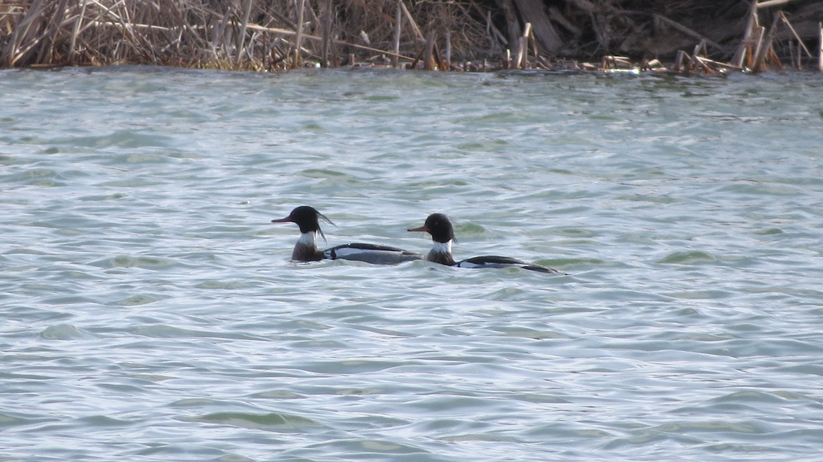 Red-breasted Merganser - ML92862441