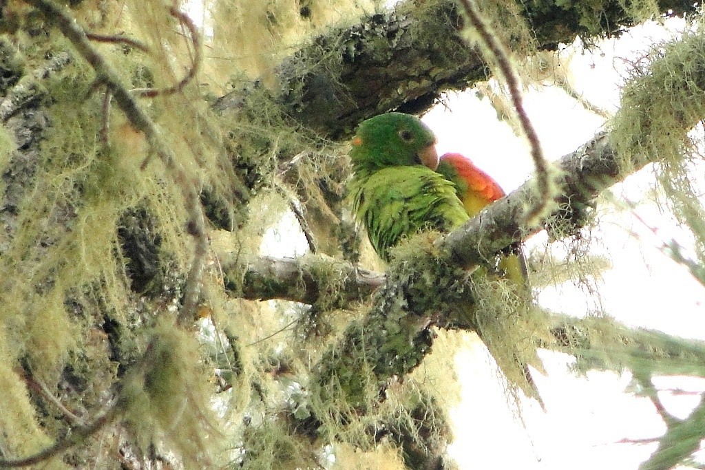 Aratinga Ojiblanca - ML92862931