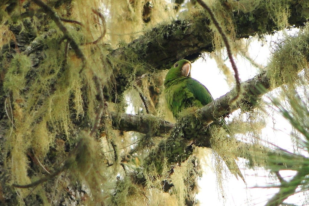 Aratinga Ojiblanca - ML92862941