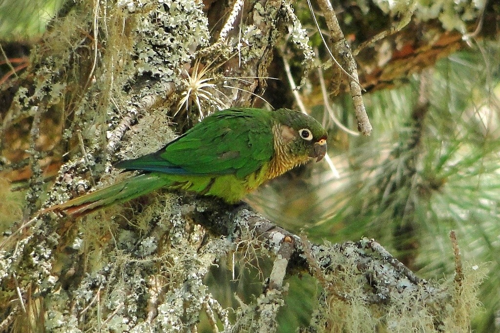 Maroon-bellied Parakeet - ML92863021