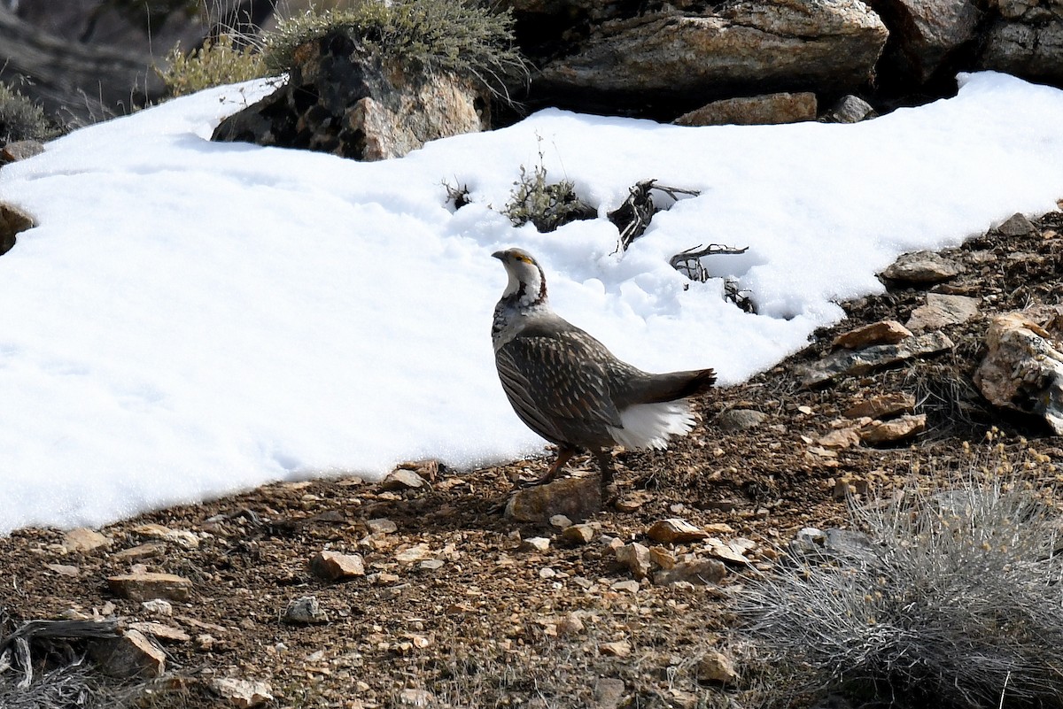 Himalayan Snowcock - ML92863121