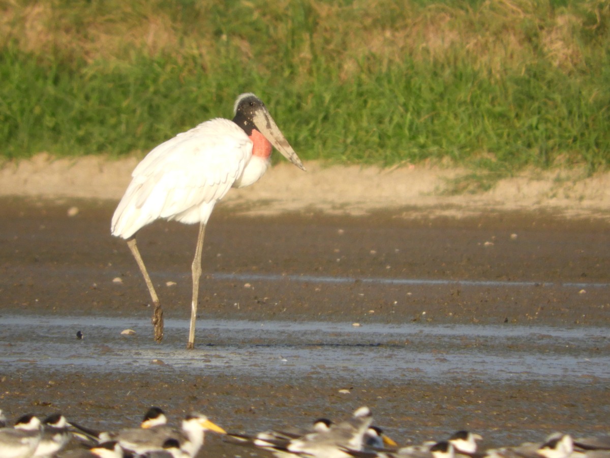 Jabiru d'Amérique - ML92863181