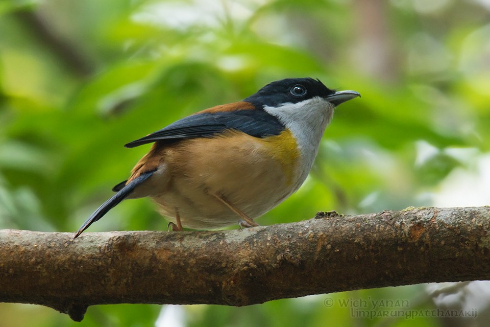 Black-headed Shrike-Babbler - ML92864401