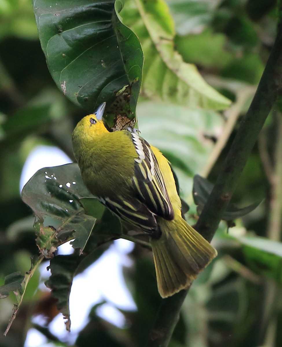 Common Iora - ML92865151