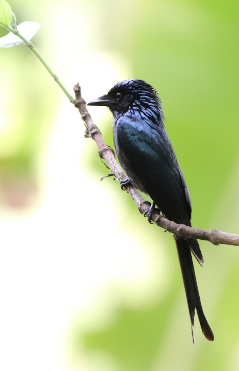 Bronzed Drongo - ML92865241