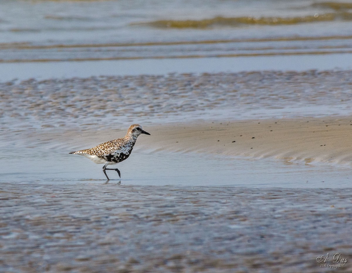 Black-bellied Plover - ML92866261