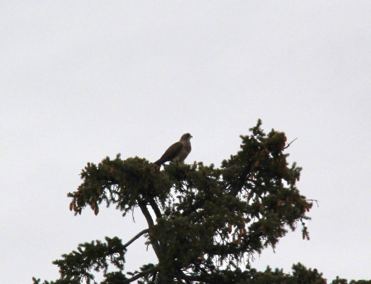 Swainson's Hawk - ML92866281