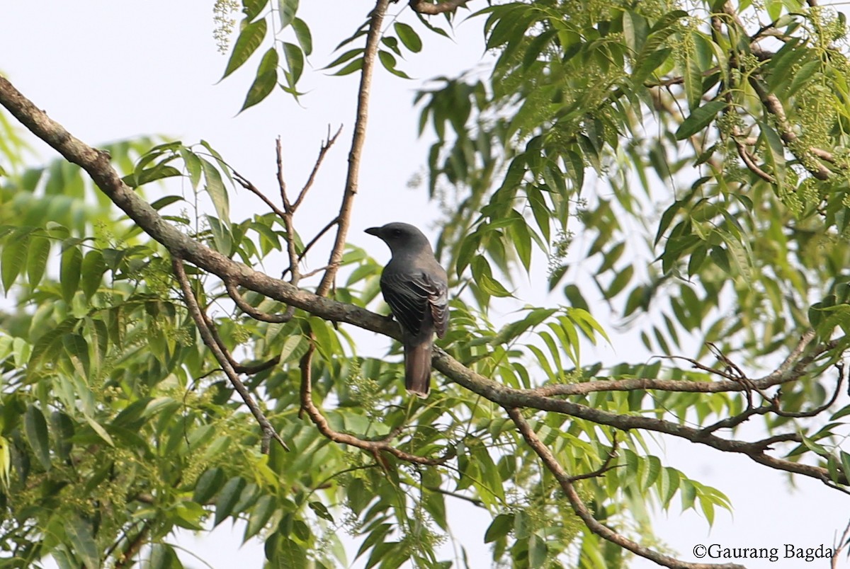 Large Cuckooshrike - Gaurang Bagda