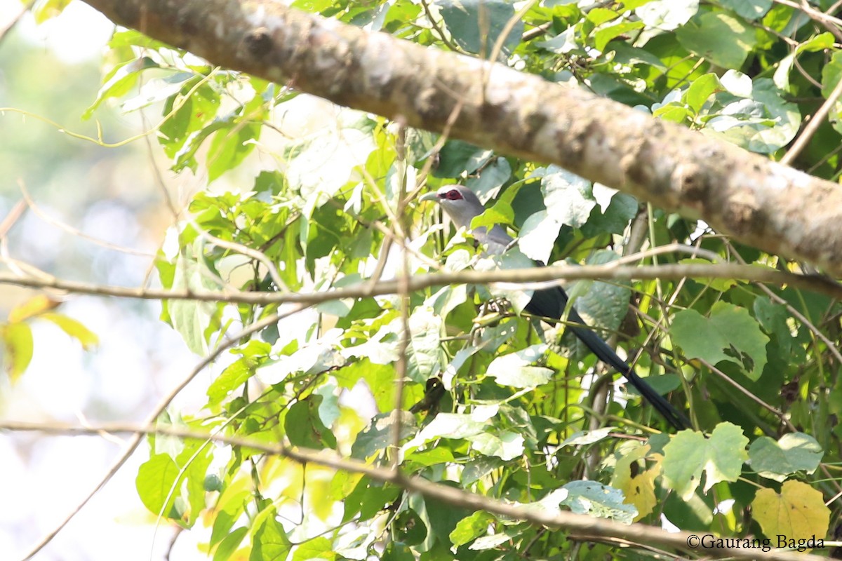 Green-billed Malkoha - ML92871681