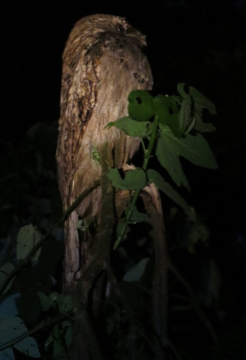 Long-tailed Potoo - ML92873231