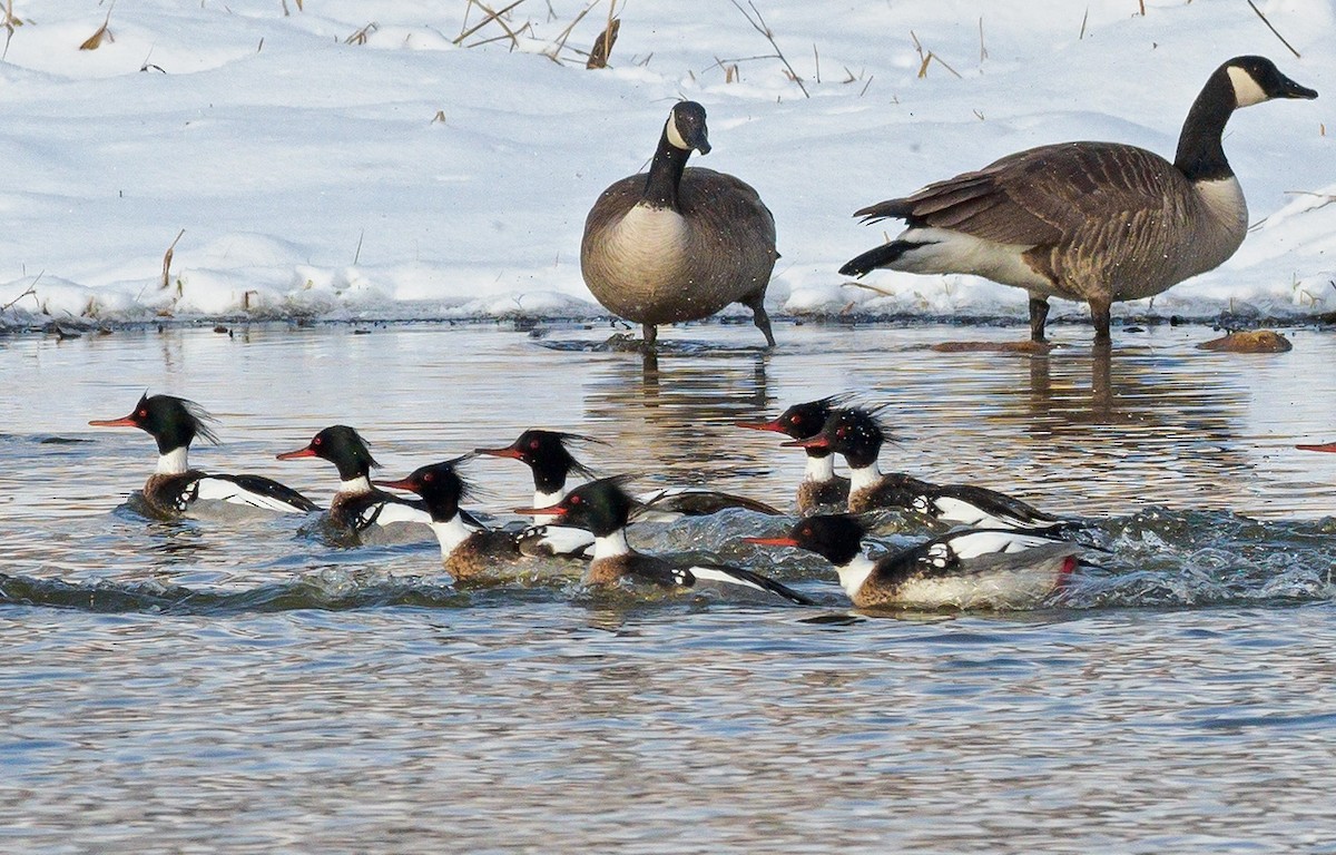 Red-breasted Merganser - Mike Bailey