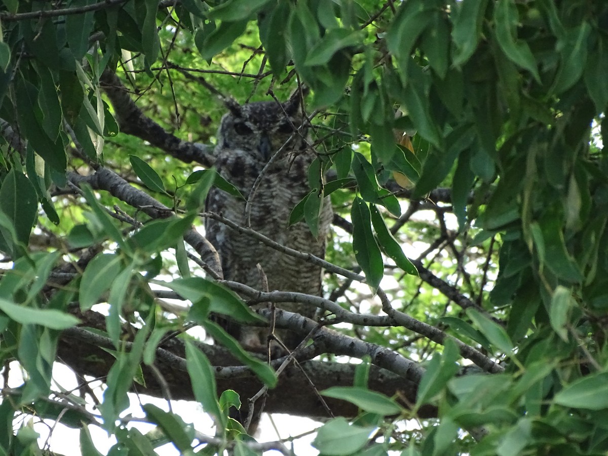Spotted Eagle-Owl - ML92875101