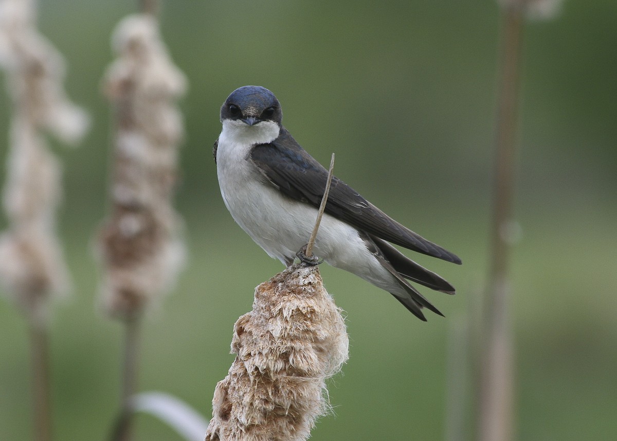 Tree Swallow - Todd Deal