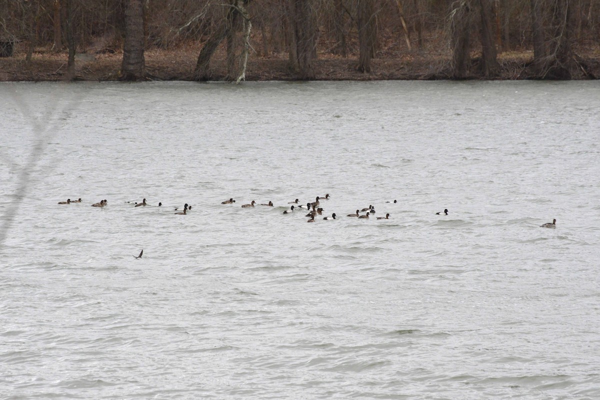 Lesser Scaup - Bill Telfair