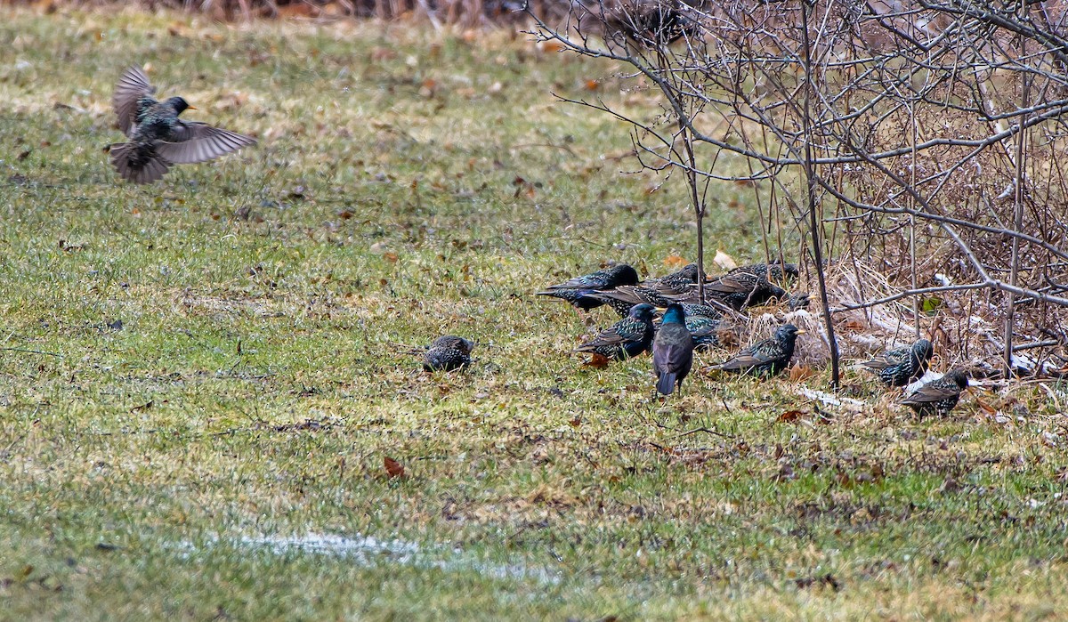 European Starling - ML92880181