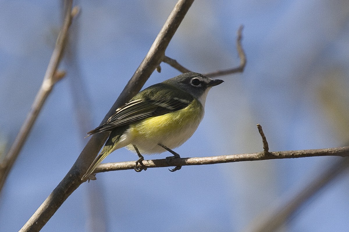 Viréo à tête bleue - ML92880441