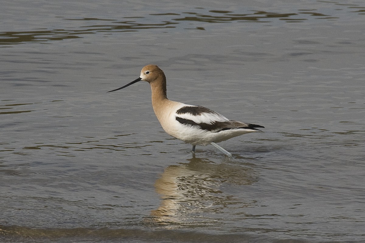 Avocette d'Amérique - ML92881481