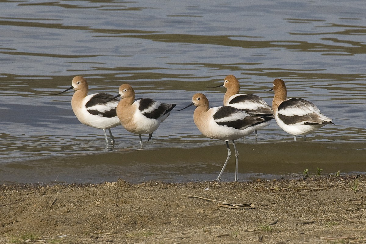 Avoceta Americana - ML92881511