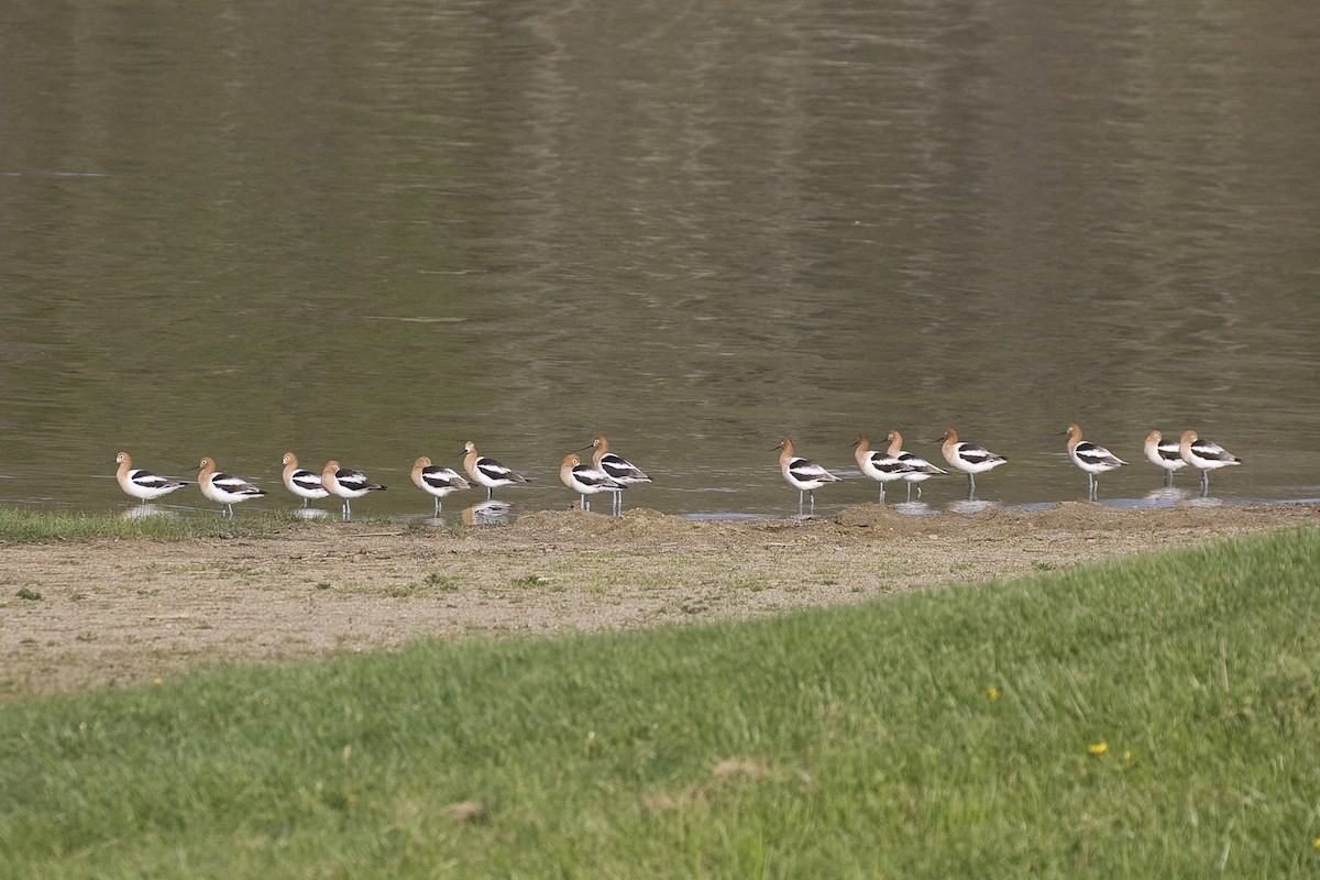 Avocette d'Amérique - ML92881551