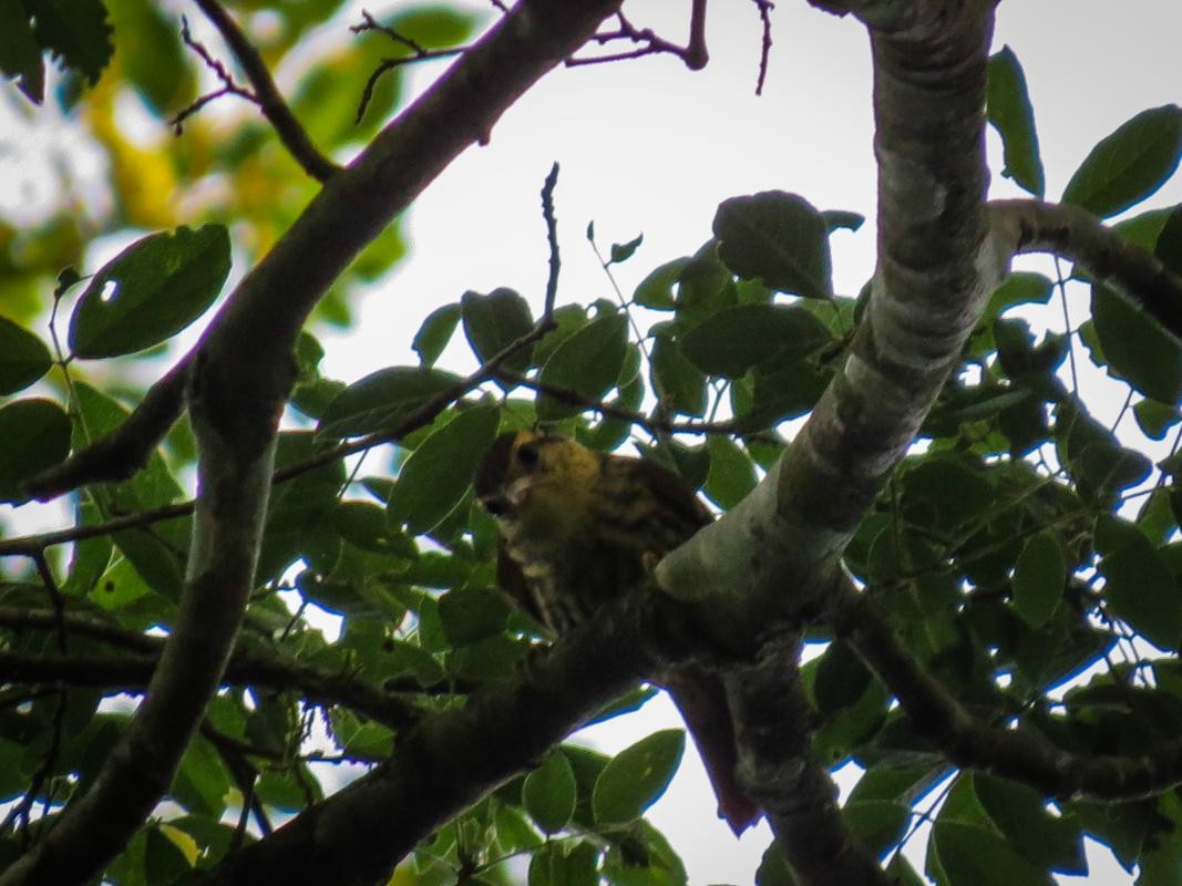 Sharp-billed Treehunter - ML92883071