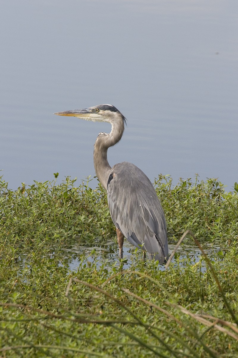 Great Blue Heron - Todd Deal