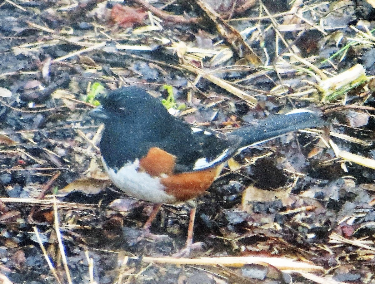 Eastern Towhee - ML92883221