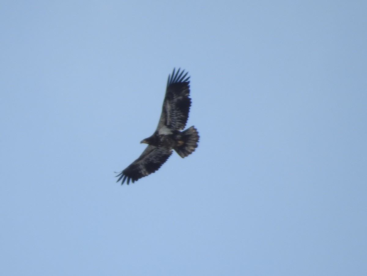 Bald Eagle - ML92883861