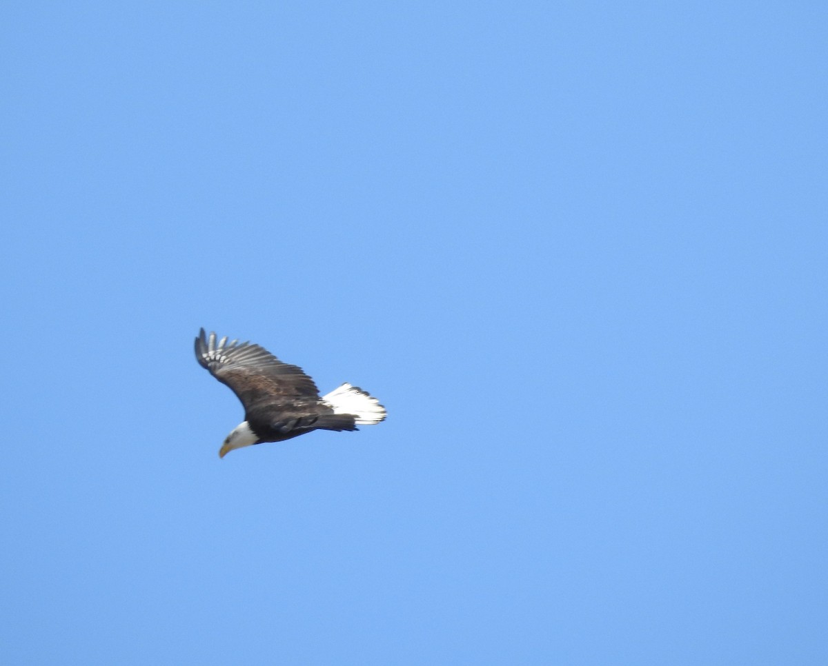 Bald Eagle - ML92883891