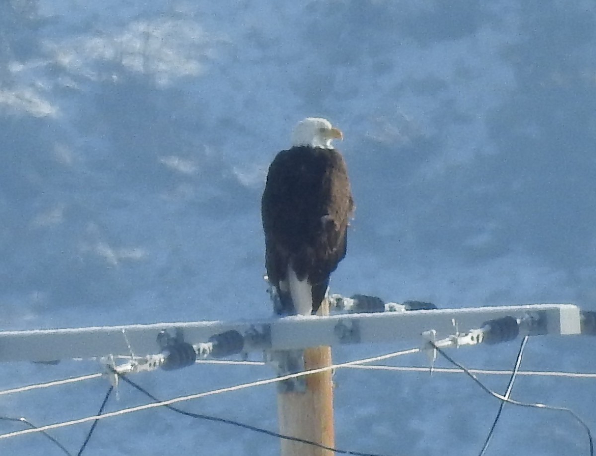 Bald Eagle - ML92883941