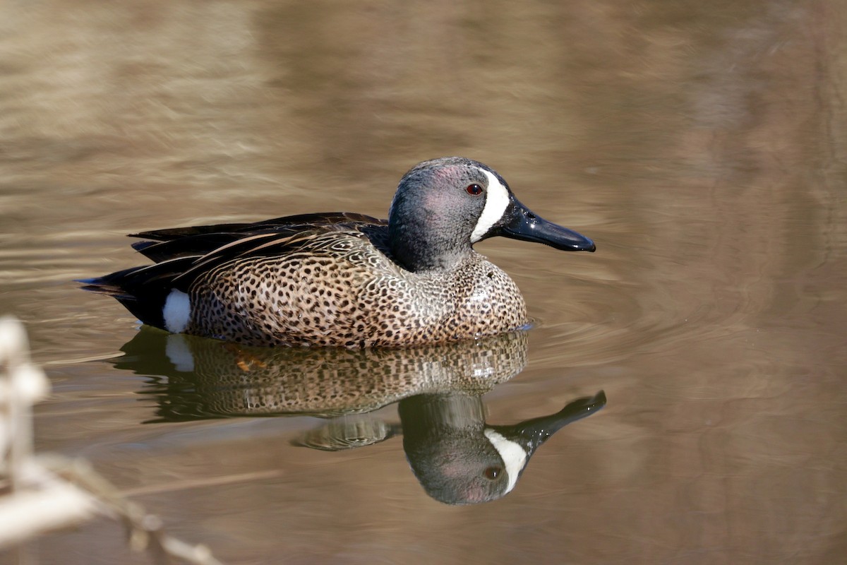 Blue-winged Teal - Aaron Marshall