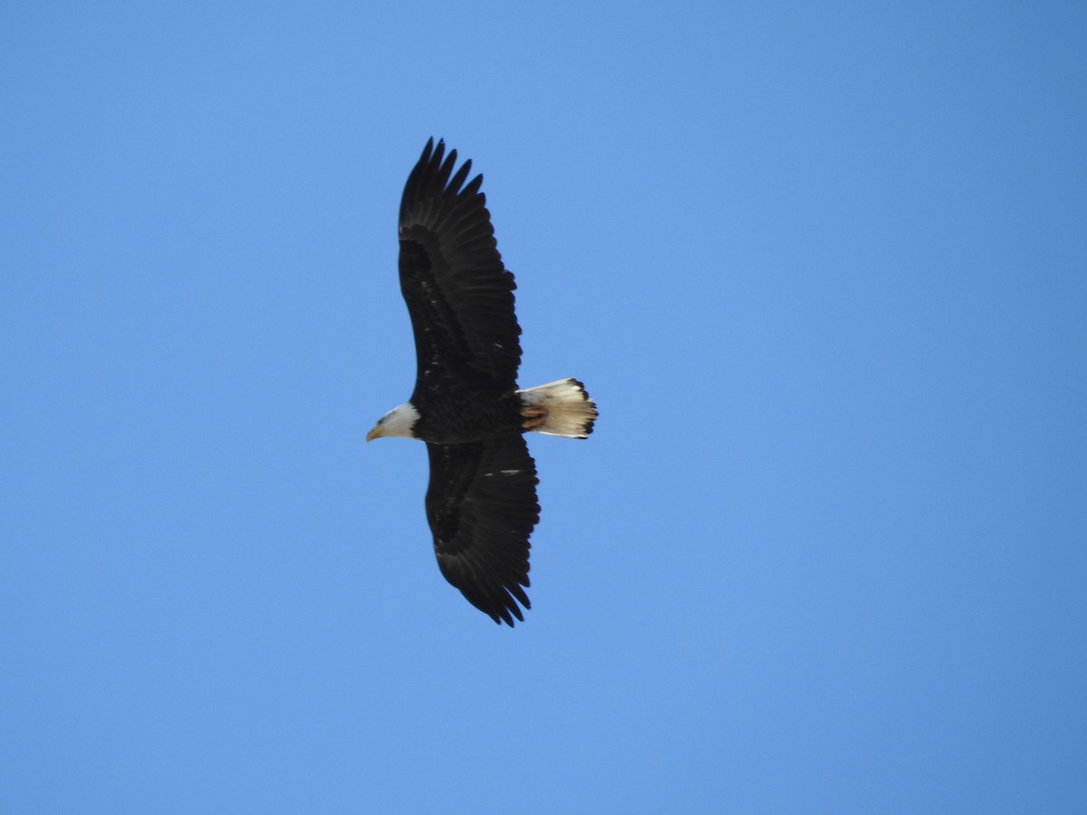 Bald Eagle - ML92884621