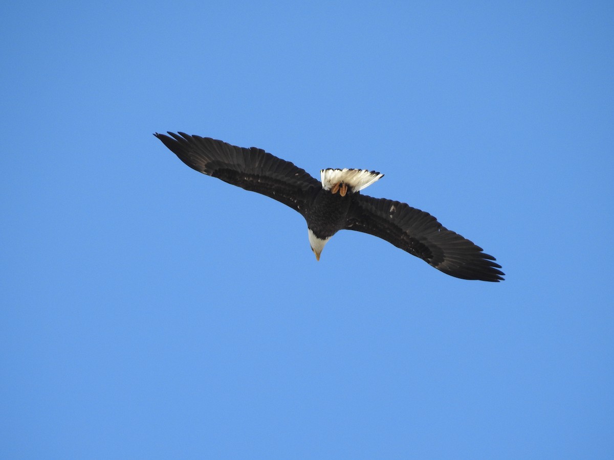 Bald Eagle - ML92884751