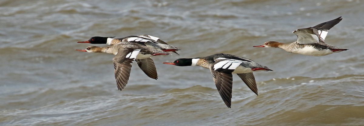 Red-breasted Merganser - ML92885131