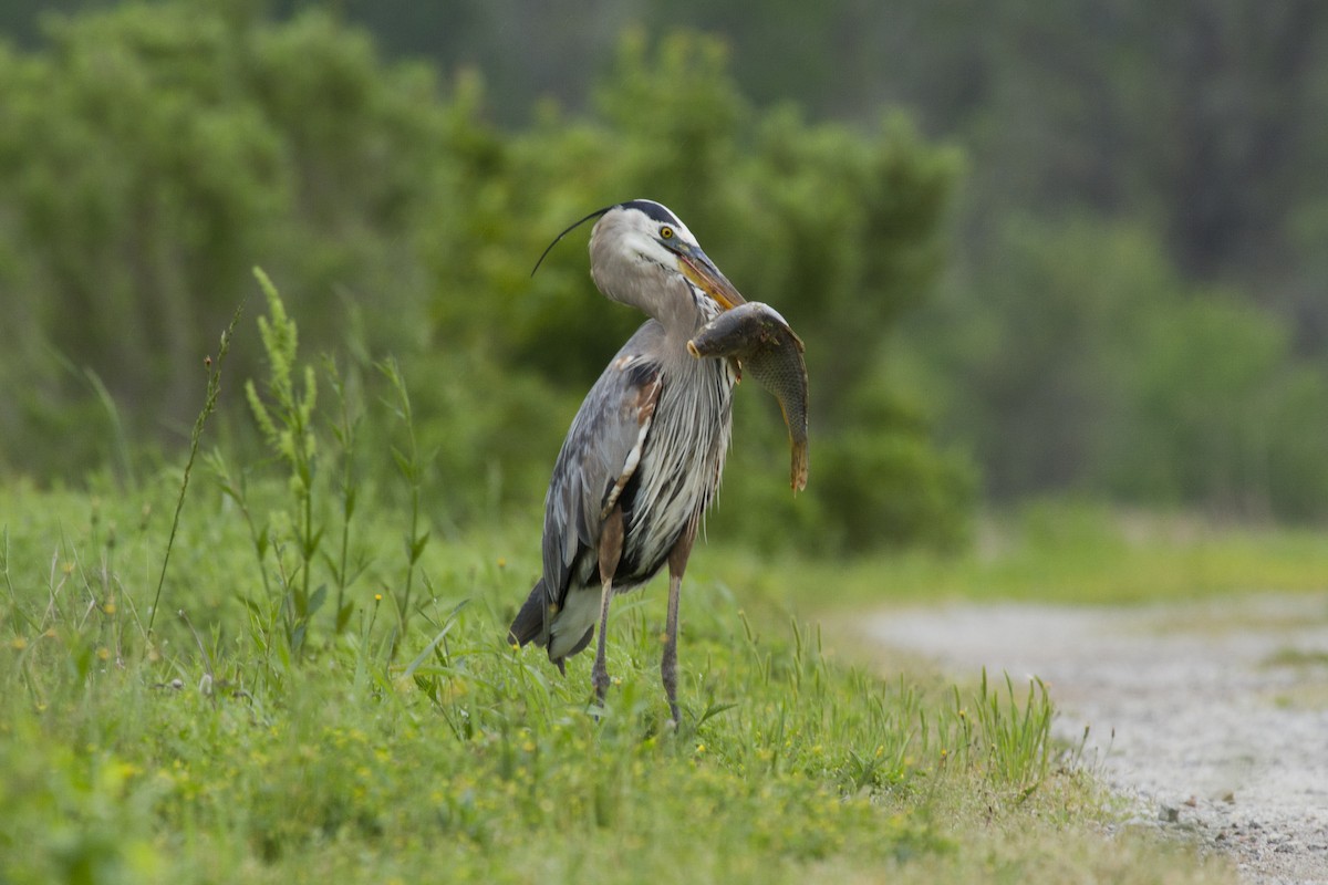 Great Blue Heron - ML92885691