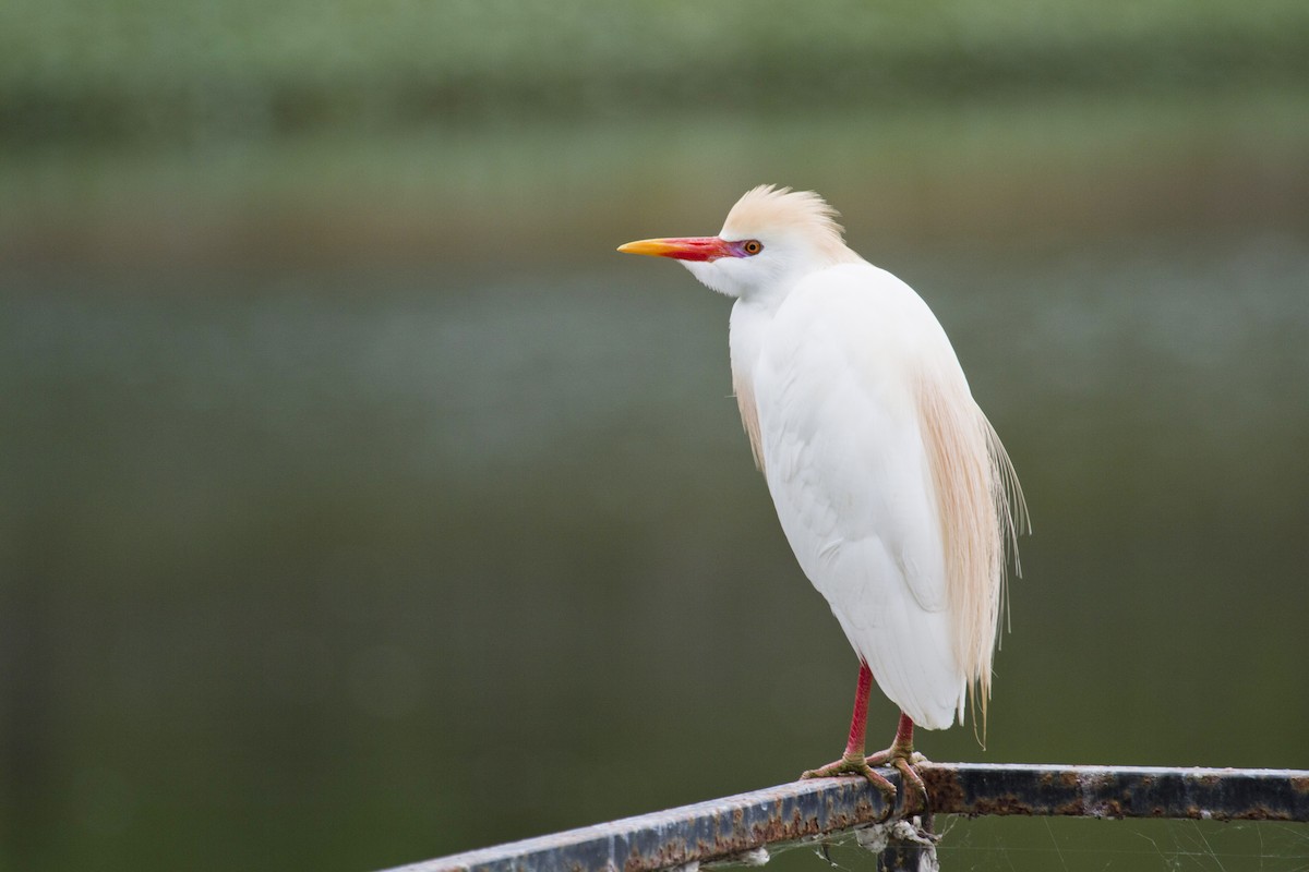 Western Cattle-Egret - Liam Wolff