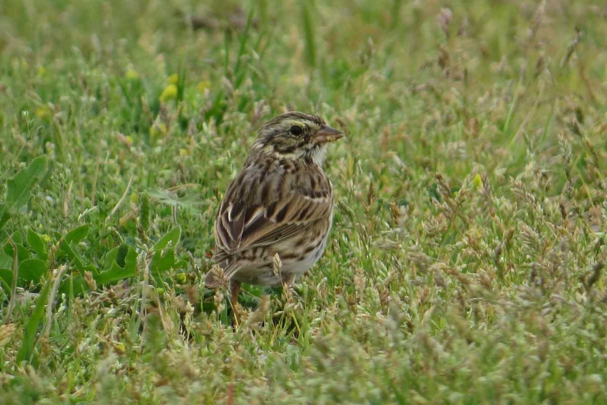 Savannah Sparrow - ML92886631