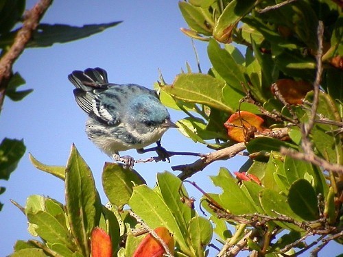 Cerulean Warbler - ML92887591