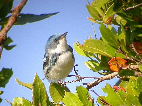 Cerulean Warbler - ML92887611