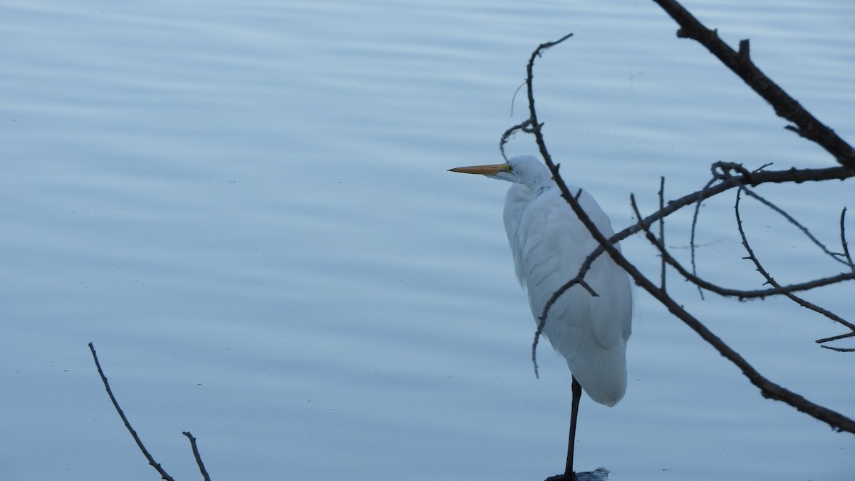 Great Egret - Shirley Stafford