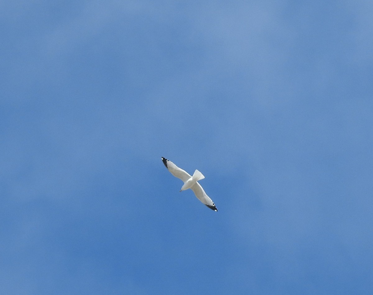 Ring-billed Gull - ML92889591