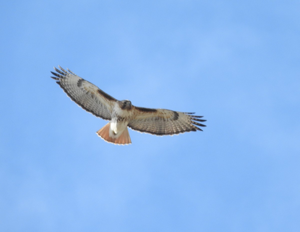 Red-tailed Hawk - ML92889651